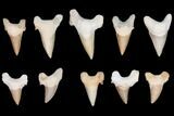 Lot - to Fossil Shark Teeth (Restored Roots) - Pieces #149007-1